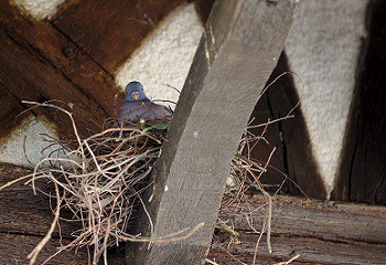 Afbeelding vogels-op-zolder